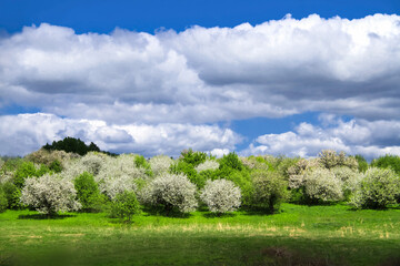- spring landscape with a blooming apple orchard