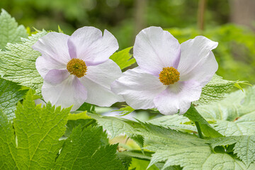 シラネアオイ / Glaucidium palmatum Siebold et Zucc.