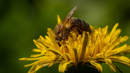 pszczoła - obrazy, fototapety, plakaty