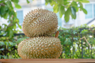 2 Fresh green durians, ripe and ready to eat