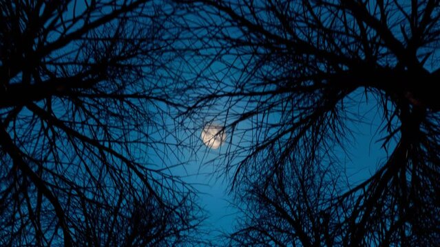 Looking up at the moon on a cloudless starry night through the bare branches of leafless trees.