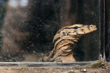 Sad lizard behind glass in the zoo