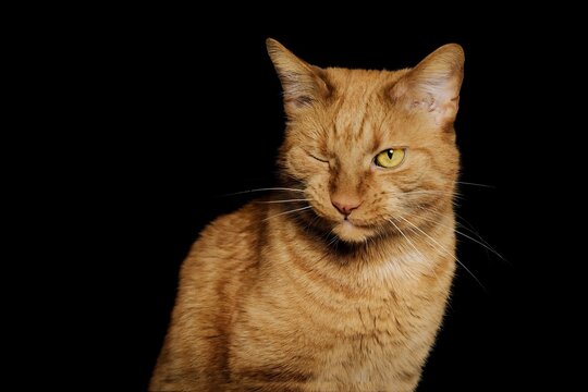 Cute ginger cat making funny face and winking on black background.