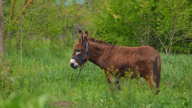 Lonely donkey grazing in the meadow. Static shot of Poitou donkey or mule standing around