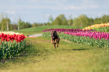 Beautiful Malinois dog enjoying a colorful field of tulips. Serene nature backdrop with the loyal companion sitting calmly amidst the vibrant flowers.
