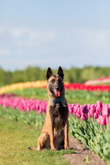 Beautiful Malinois dog enjoying a colorful field of tulips. Serene nature backdrop with the loyal companion sitting calmly amidst the vibrant flowers.