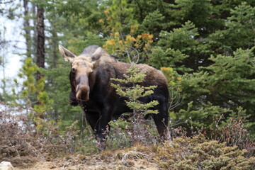 Moose In The Woods, Jasper National Park, Alberta