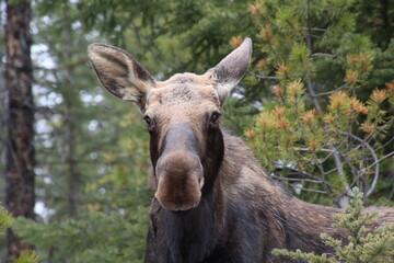Fototapeta na wymiar moose in the forest