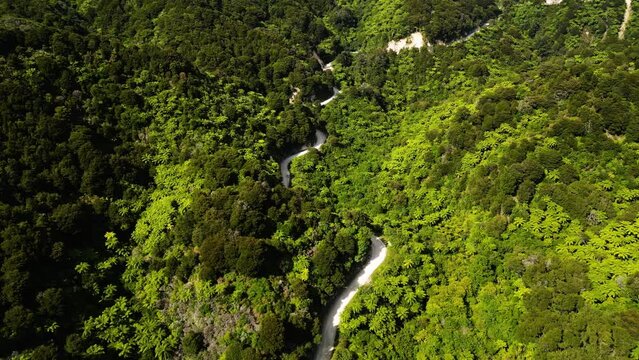 Totaranui road amid lush green silver fern forest New Zealand, aerial view