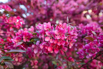 Closeup of paradise apple tree bloom