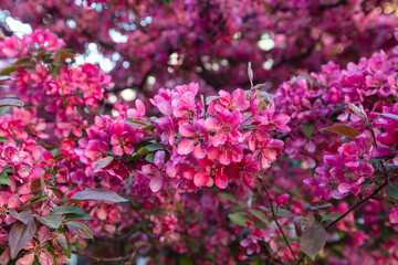 Closeup of paradise apple tree bloom