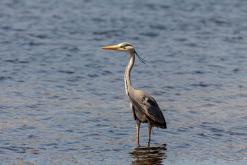 Great gray heron (Ardea cinerea) close-up (Greece, Kefalonia island)