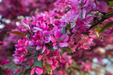 Closeup of paradise apple tree bloom