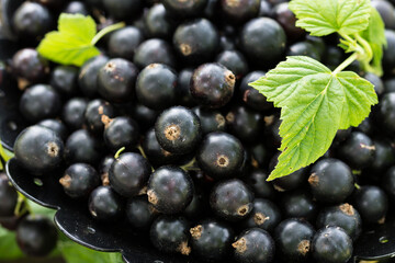 Freshly gathered big juicy black currants on brown plate closeup , black currant harvest, berries outdoors, in garden
