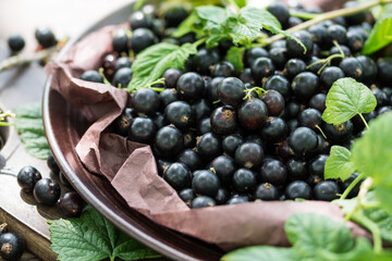 Freshly gathered big juicy black currants on brown plate closeup , black currant harvest, berries outdoors, in garden