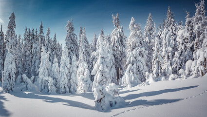Fototapeta na wymiar Amazing winter landscape. Wonderland in winter. Spectacular aurora borealis (northern lights) over forest through winter frosty pine trees in night scenery. Creative image. winter holiday concept.