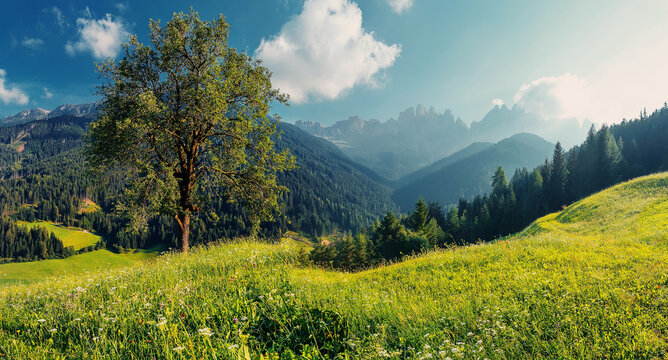 Idyllic landscape in the Alps with fresh green meadows. Scenic images of Dolomites Alps. Fantastic Sunny Morning over the mountains valley. Amazing alpine nature. Unsurpassed sunrise in the mountains