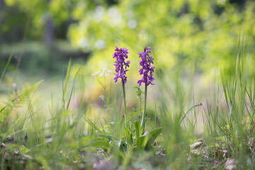 purple orchid flower in the grass