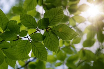 Fototapeta na wymiar Fresh leaves with sunshine, green summer background
