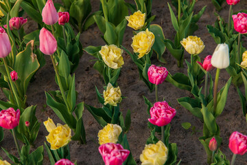 A field of colorful tulips in the garden