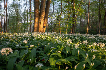 beech forest with many wilf garlic  flowers