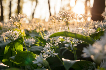 wild garlic flowers in morning sunlight