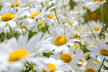 Obraz premium chamomile flowers in sunshine