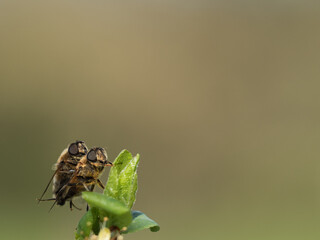 couple of flies on a leaf