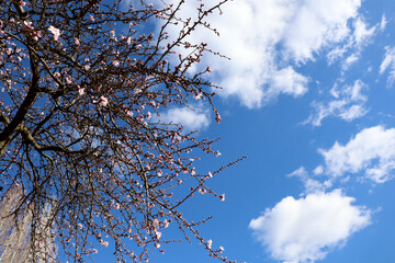 blossomed tree branch on blue sky