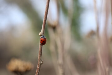 ladybug on a branch