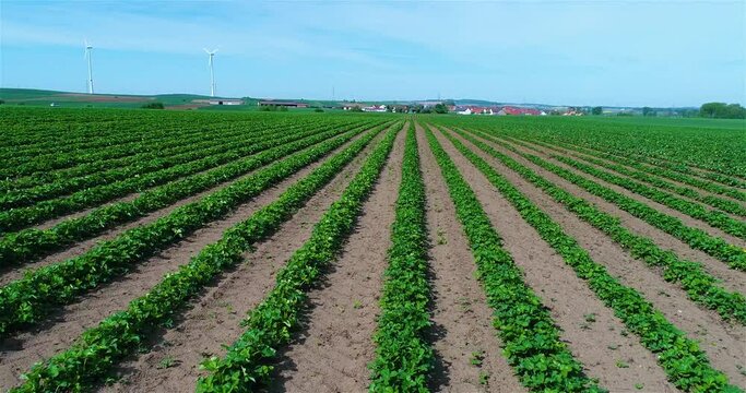 Plantation growing strawberries. Industrial cultivation of strawberries. A field where strawberries are grown aerial view
