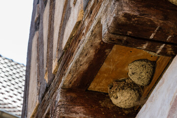 Nids d'hirondelles, protégé par la loi française, CeA, Alsace, Grand Est, France
