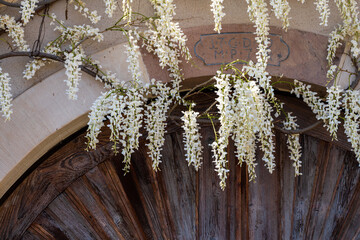 Le portail de cette maison alsacienne traditionnelle est orné d'une magnifique glycine blanche,...