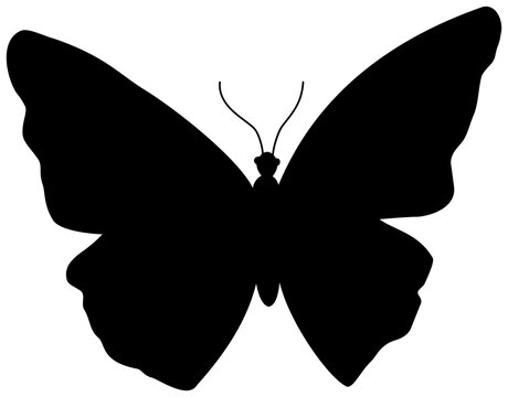 Butterfly black silhouette icon. 