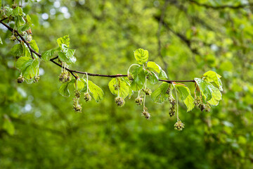 Blüten der Rotbuche (Fagus sylvatica) an einem Ast