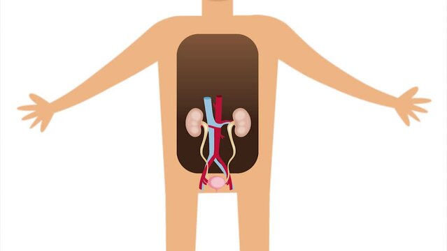 Anatomy of the Kidneys System with White Screen Animation 2D, Urinary system diagram, vector illustration, Human physiology, design, illustration, art, 