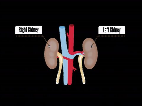 Kidneys System with Anatomy Animation 2D transparent background, Urinary system diagram, vector illustration, Human physiology, design, illustration, art, Animation
