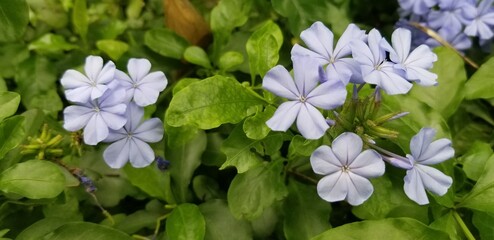 forget me not