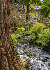 views around a gorgeous UK garden in spirng time