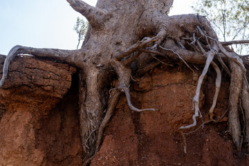 tree trunk with roots