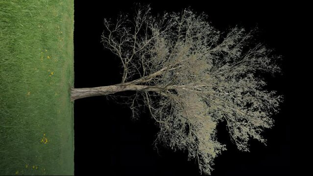 Grey Alder isolated on black background with alpha channel - Apple ProRes 4444 with Alpha channel, 10bit high quality footage