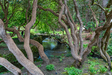 views around a gorgeous UK garden in spirng time