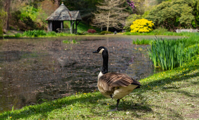 views around a gorgeous UK garden in spirng time