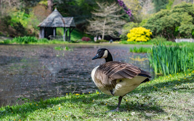 views around a gorgeous UK garden in spirng time