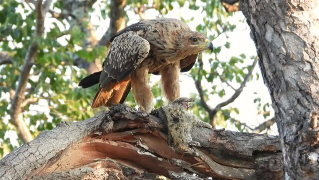Tawny eagle eating from recently killed African Civet in a tree branch, Kruger park