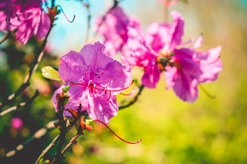 Selective focus. Spring background. Pink rhododendron flowers.