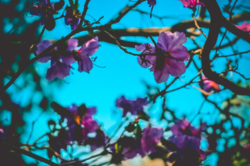 Selective focus. Spring background. Pink rhododendron flowers.