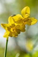 Doppel Narzisse