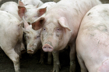 Pig on a farm among other pigs