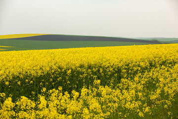 Obraz premium Rapeseed field with yellow. canola field in bloom in spring. Plant for green energy. Biofuel produced from rapeseed